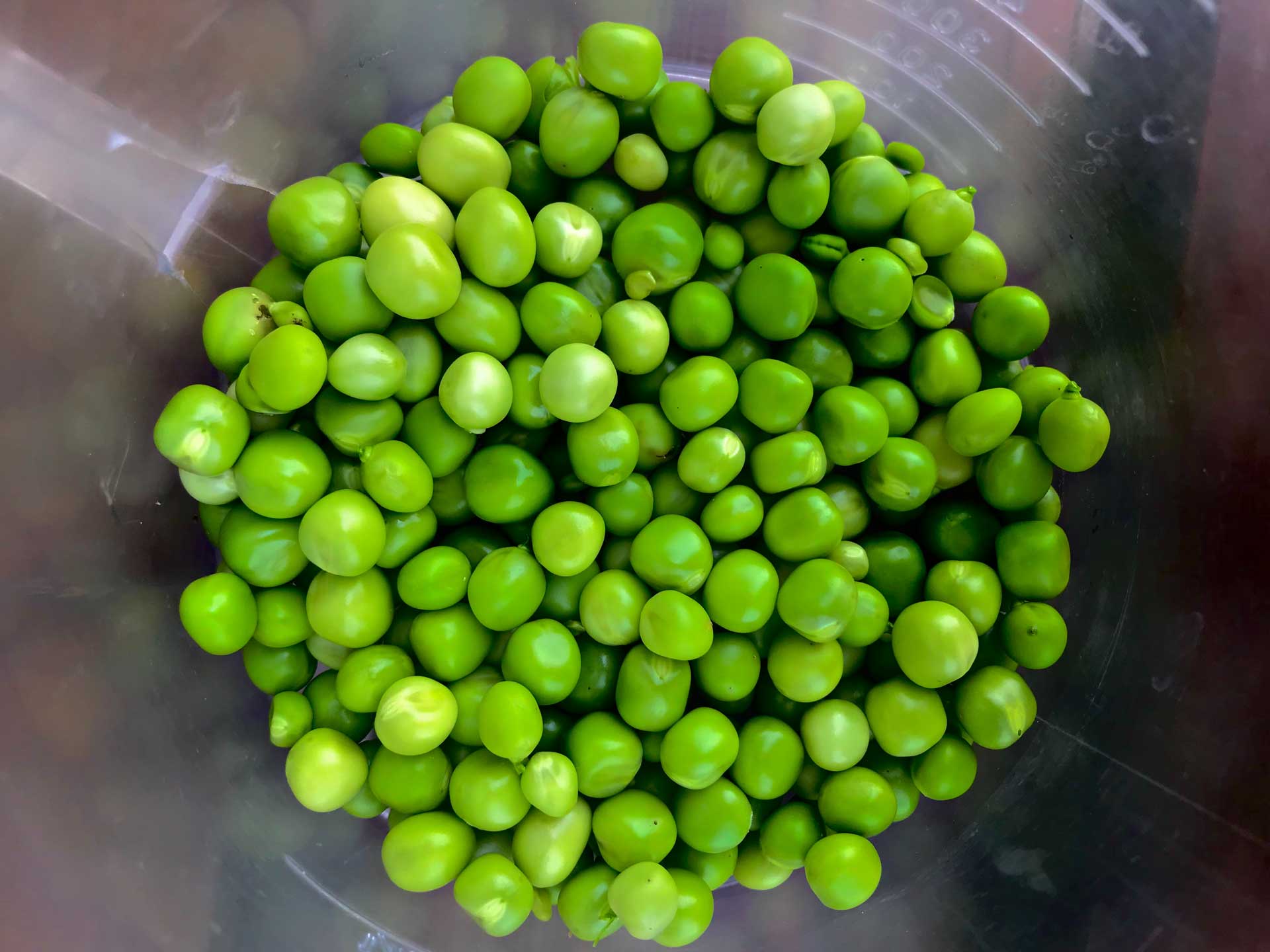 Peas. Photo by Michaela Šiška on Unsplash